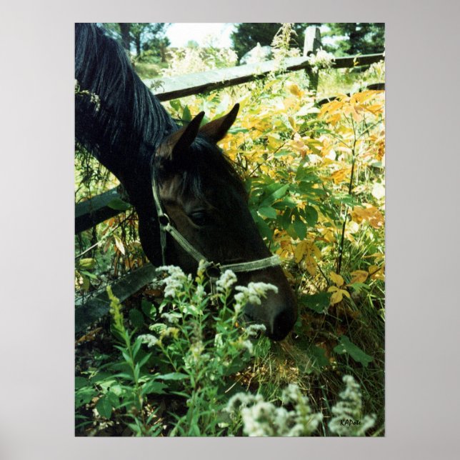 Pferdeportrait Poster (Vorne)