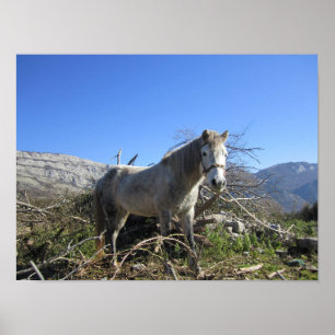 Pferdeportrait Poster