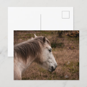 Pferdeportrait Postkarte