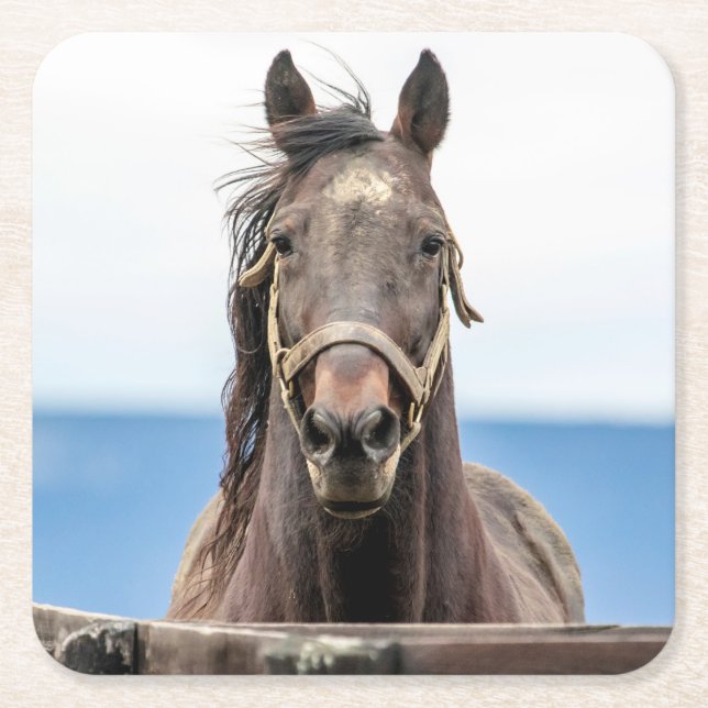 Pferdeportrait Rechteckiger Pappuntersetzer (Vorderseite)