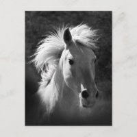 Pferdeportrait V