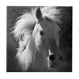Pferdeporträt V Fliese