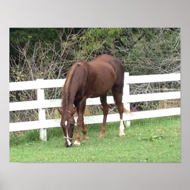 Pferdeposter: Amerikanisches Saddlebred Grazing Poster (Vorne)