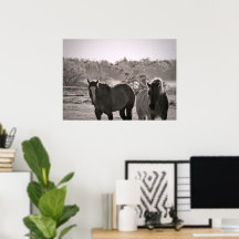 Pferdeposter Fotografie