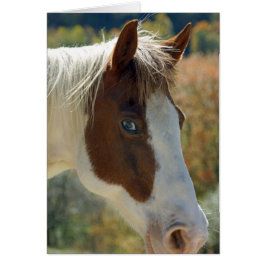 Pferdepostkarte