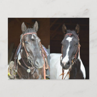 Pferdepostkarte Postkarte