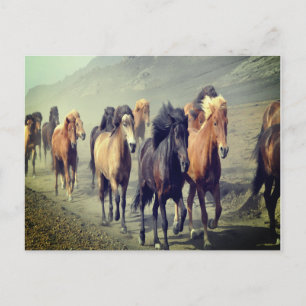 Pferdepostkarte Postkarte