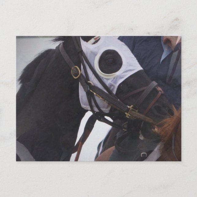 Pferdepostkarte Postkarte (Vorderseite)
