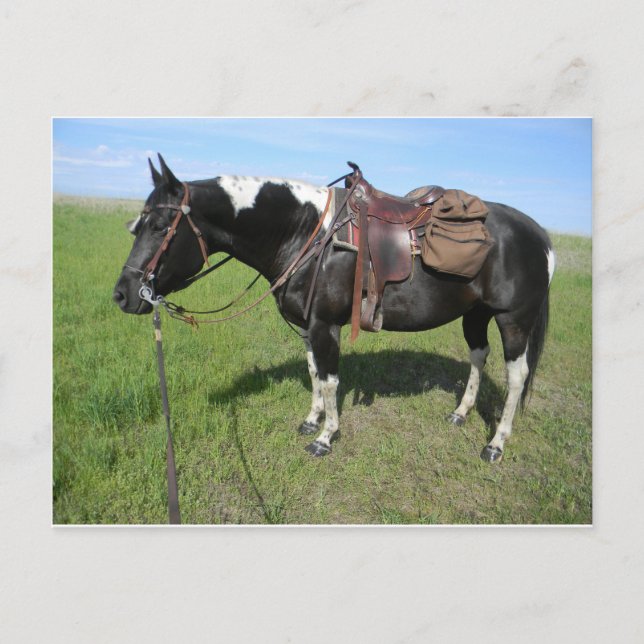 Pferdepostkarte Postkarte (Vorderseite)