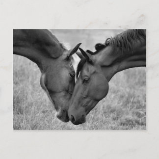 Pferdepostkarte Postkarte