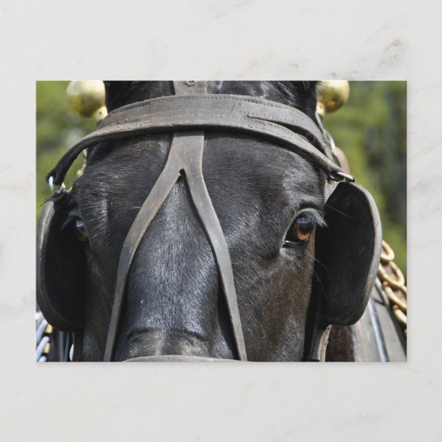 Pferdepostkarte Postkarte (Vorderseite)