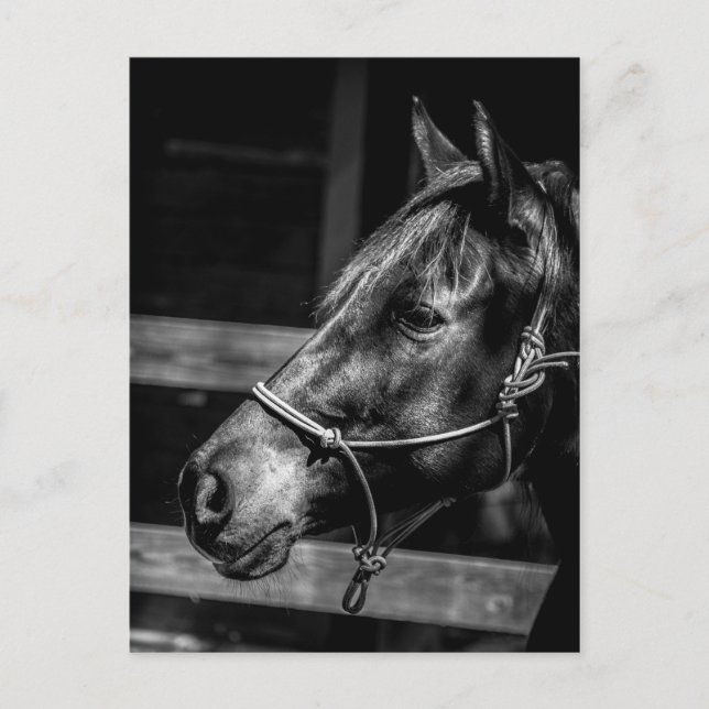 Pferdeprofil Postkarte (Vorderseite)