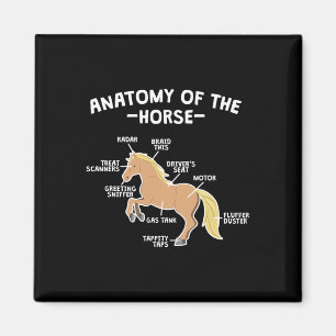 Pferdepun-Anatomie von Pferderücken Magnet