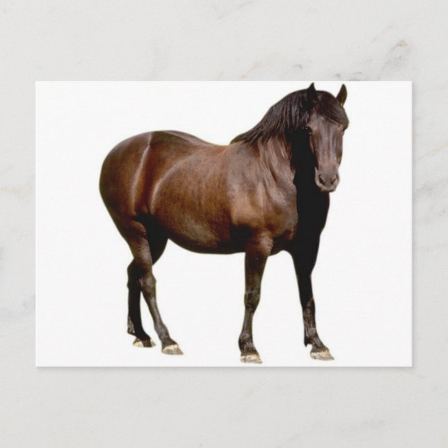 Pferderennen Postkarte (Vorderseite)