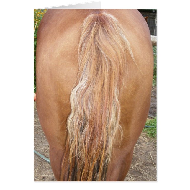 Pferderücken (Vorne)