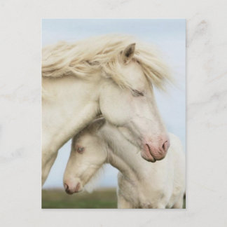 Pferdesammlung Postkarte