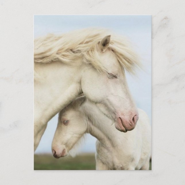 Pferdesammlung Postkarte (Vorderseite)