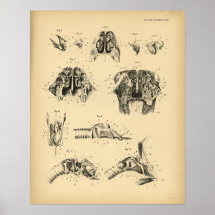 Pferdeschädel-Hals-Anatomie 1908 Vintage-Druck Poster