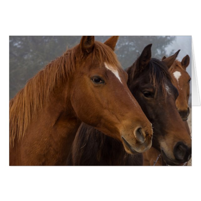 Pferdeschlachten (Vorderseite (Horizontal))