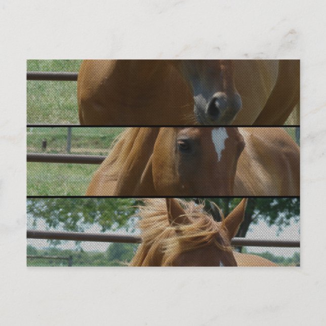 Pferdeschuss Postkarte (Vorderseite)