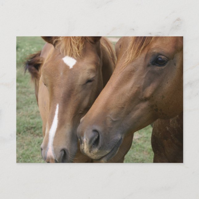 Pferdeschwalbe Postkarte (Vorderseite)