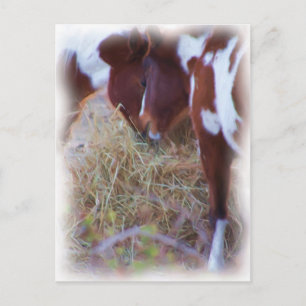 Pferdeschwanz Postkarte