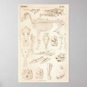 PferdeSkeleton Veterinäranatomie-Druck Poster