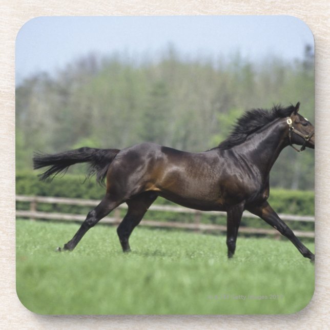 PferdeThoroughbreds, Wassl 1988, Getränkeuntersetzer (Vorderseite)