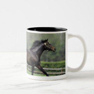 PferdeThoroughbreds, Wassl 1988, Zweifarbige Tasse
