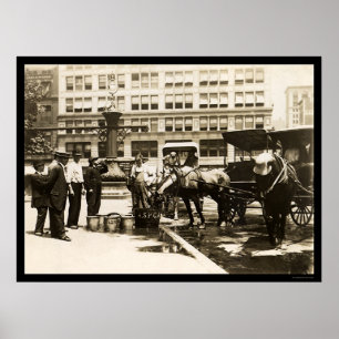 Pferdetrinkwasser in New York City 1911 Poster