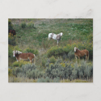 Pferdetrio Postkarte