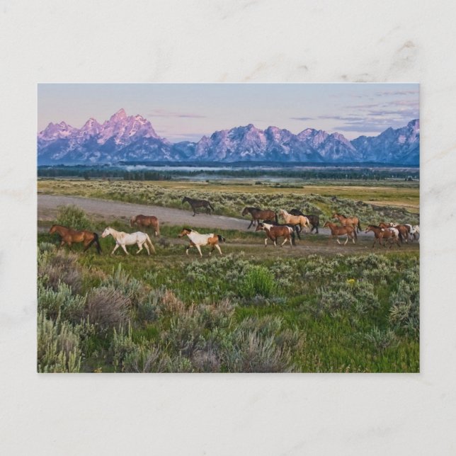 Pferdewanderung Postkarte (Vorderseite)