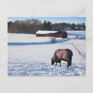 Pferdeweiden auf einem verschneiten Feld auf Ekero Postkarte