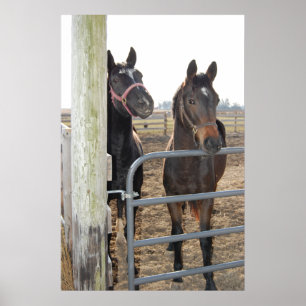 Pferdeweiden Poster