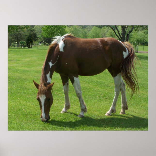 Pferdeweiden Poster (Vorne)