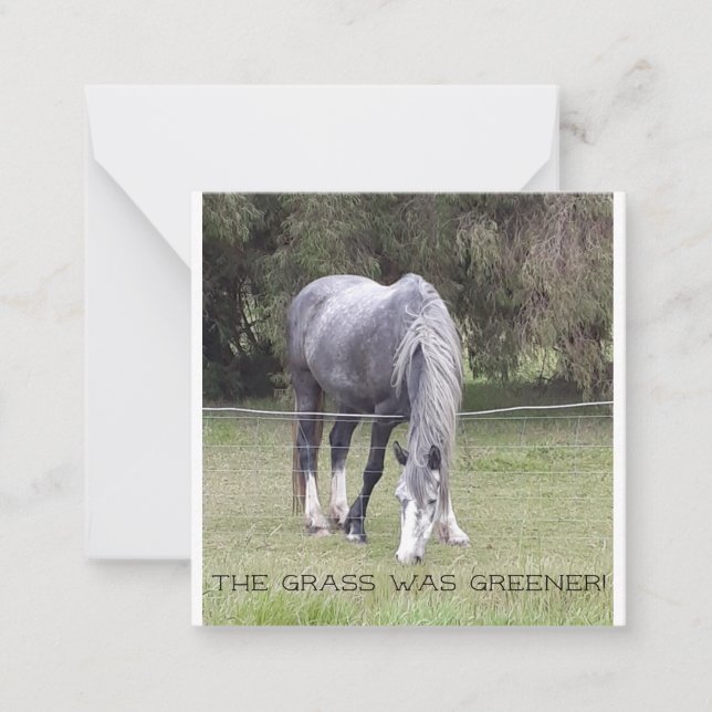 Pferdezaun! Postkarte (Vorderseite)