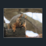 Pfft Postkarte<br><div class="desc">Eichhörnchen</div>