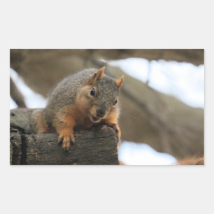 Pfft Rechteckiger Aufkleber