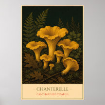 Pfifferling – Botanische Vintage-Illustration