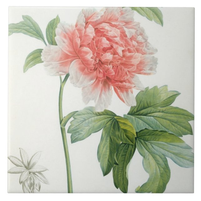 Pfingstrose, 1799 (Farbpunktierungsdruck) Fliese (Vorderseite)