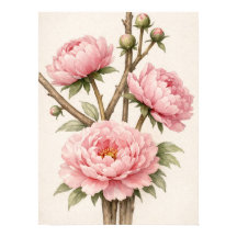 Pfingstrose Botanisch Pink