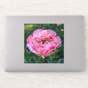 Pfingstrose der Liebe – Sanftes rosa Blütenmuster Aufkleber