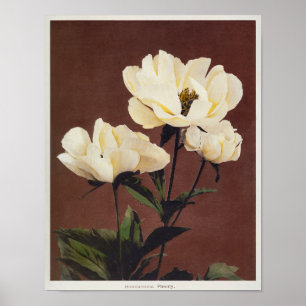 Pfingstrose, handkolorierte Collotype (1896) von K Poster