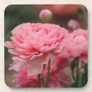 Pfingstrose Pink Ranunculus Nahaufnahme Getränkeuntersetzer