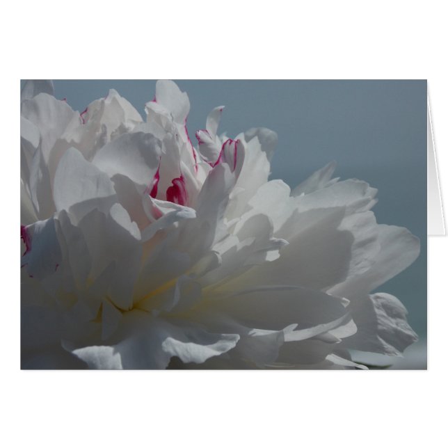 Pfingstrose reist (Vorderseite (Horizontal))