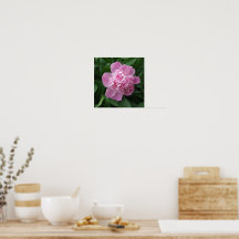 Pfingstrosen-Blumenfotografie-Poster-Kunst