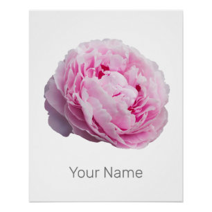 Pfingstrosen-Blüten-Rose Für Blumen- und Gartenlie Poster