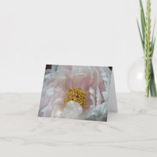 Pfingstrosen-Erwachen-Blumenfotografie