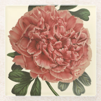 Pfingstrosen-Kissen Antike Botanische Illustration Glasuntersetzer