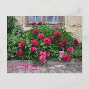 Pfingstrosen Postkarte